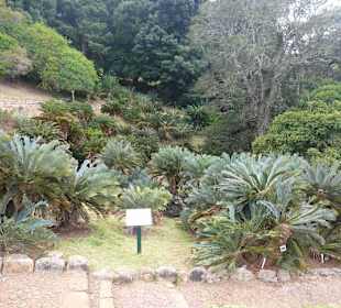 Botanischer Garten Kirstenbosch