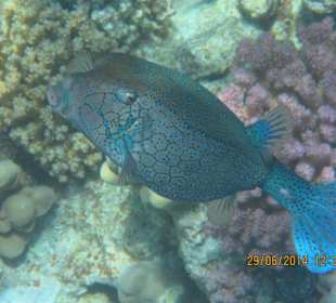 Blauer Kofferfisch, Sataya