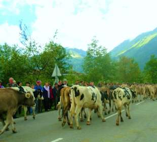 Alpabtrieb / Au / Vorarlberg Österreich