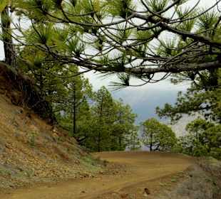 Auf dem Weg zum Lomo de las Chozas (ca. 1200 m)