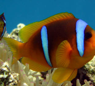 Gestatten : Nemo