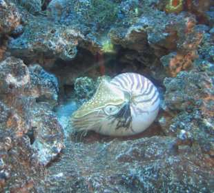 Singapur - Underwaterworld