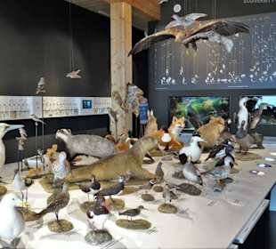 Der Artentisch im Besucherzentrum Wattenmeer