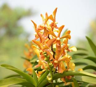 In den Klongs - in einer Orchideenfarm