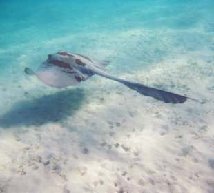 Federschwanzstechrochen - Schnorcheln Hausriff Gor