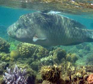 23.06.2014, 06:56 MEZ, einer der BIG FIFE