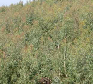 Im Monchique-Gebirge - vorbei an Eukalyptuswald
