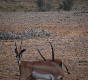 Interessante Kombination von Tieren