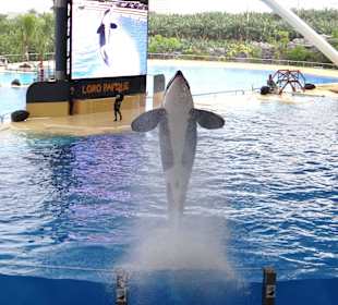Ausflüge Loro Park