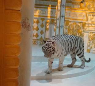 Weißer Tiger