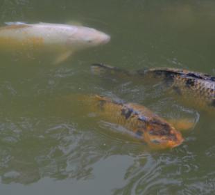 Irrland Bauernhof-Erlebnisoase