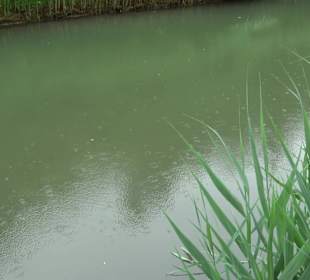 Fischlehrpfad Neu-Ulm