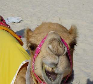 Lächelndes Kamel