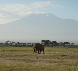 Kilimanjaro
