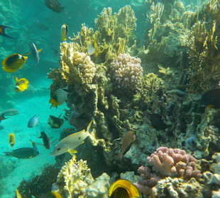 MarsaAlam Steigenberger