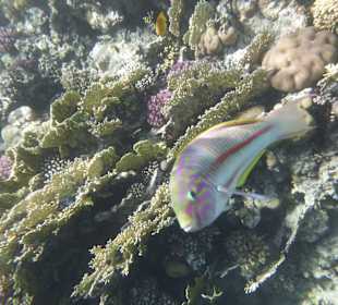 Schnorcheln Makadi Bay