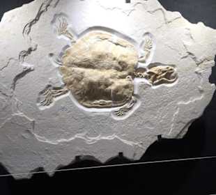 Dinosaurier Museum Altmühltal