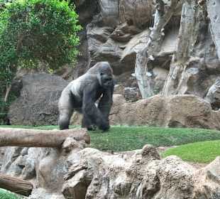 Gorilla