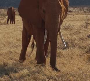 Tsavo Ost und West Safari