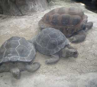 Riesenschildkröten 