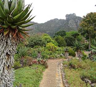 Schöne Wege in Kirstenbosch