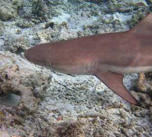 Schwarzspitzen-Riffhai