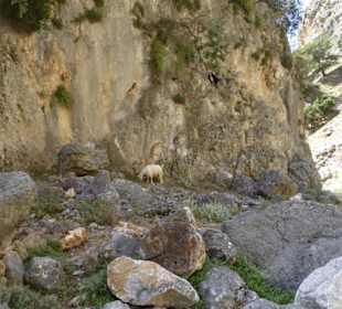 Und immer wieder Ziegen in der Aradena Schlucht