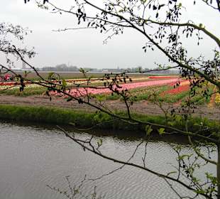"Tulpen aus Amsterdam"