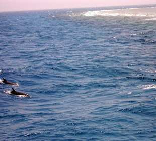 Delfintour