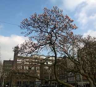 Amsterdam - Kingdom of the Netherlands