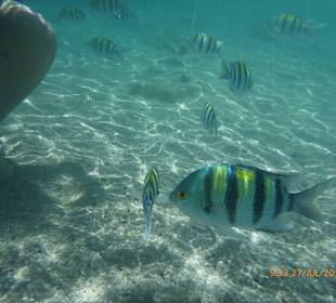 Am Strand von Sharm el Naga