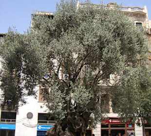 Olivenbaum in der Stadt von Palma