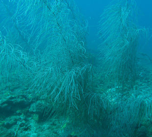 Unterwasserwelt Grenada