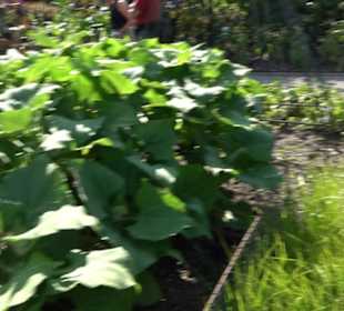 Botanischer Garten München