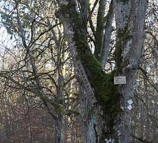 Wanderung rund um den Ochsenweiher