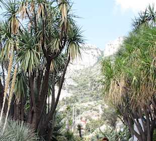 Jardin dÉxotique - Monaco
