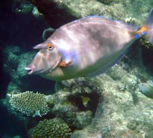 Langnasen-Doktorfisch