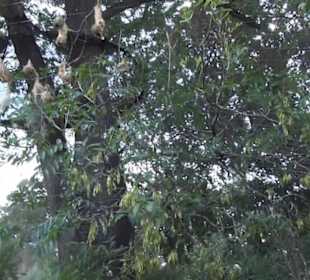 Vogelfreifluggelände