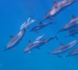Tauchbasis Coraya Divers Marsa Alam