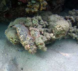 Steinfisch am Nordriff Lahami