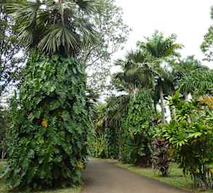 Botanischer Garten