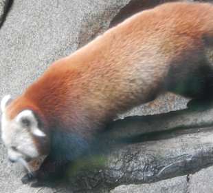 Roter Panda im Loro Park