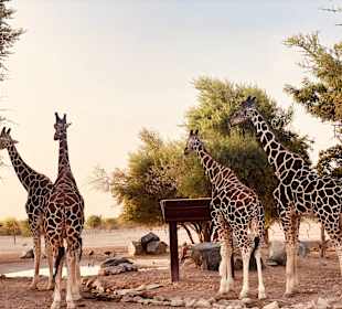 Sir Bani Yas Safari Costa Cruise