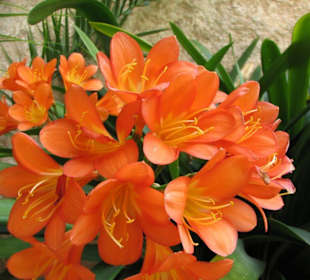 Palma Altstadt Arabische Bäder ca 1000 Jahre alt.