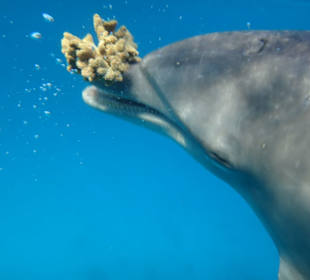 Und sie wiederhaben wollen!