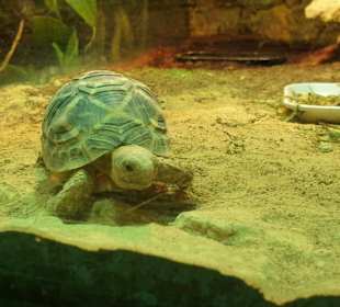 Allwetterzoo Münster