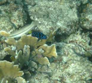 Unterwasserwelt Bayahibe