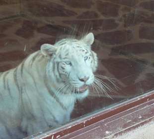 Weißer Tiger