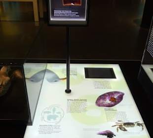 Museum für Naturkunde