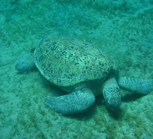 Schildkröte